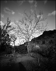 tree_sedona